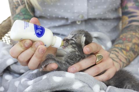 Kitten lady bottle hot sale feeding